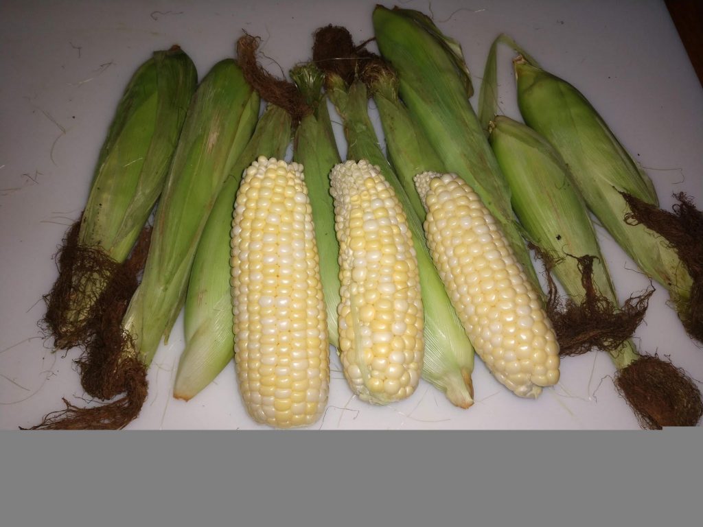 Corn, Fall Produce at Raven Wood Gardens LLC in Menominee, Michigan