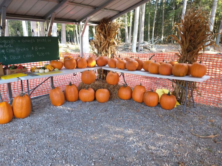 Organic Pumpkins, Squash, and Gourds For Sale in Menominee MI